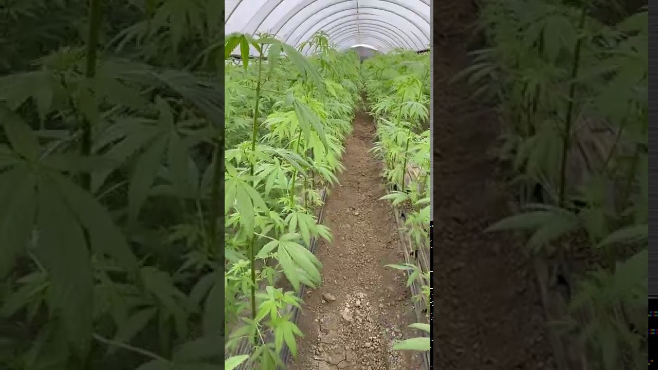 GHC Industrial CBG Hemp Field Trial