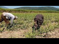 Cultivando caña de Azúcar en el estado de Morelos ( Clamateca)