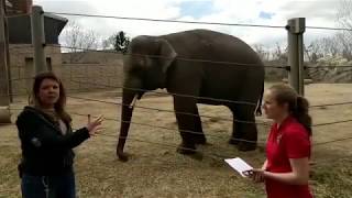 Zoo to You Virtual Safari: All About Elephants
