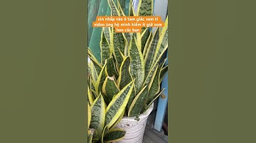 cây lưỡi hổ Độc lắm - video mang tính giải trí