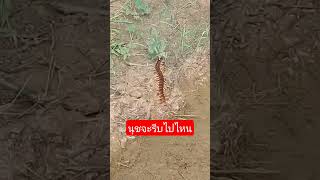 #คลายเครียด #funny #สัตว์โลกน่ารัก