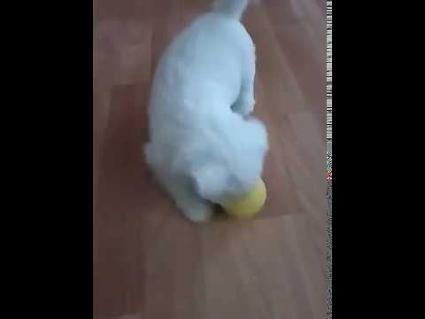 Охотник вест хайленд уайт терьер