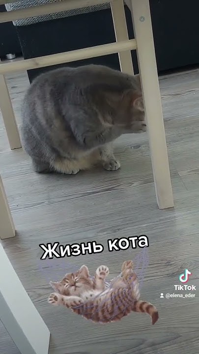 Кот Тикток - YouTube