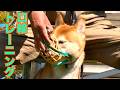 【噛み犬】柴犬Mix マズル(口輪)トレーニング三回目