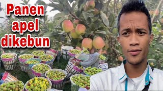 Download Lagu PANEN APEL DI PERKEBUNAN | apel malang MP3