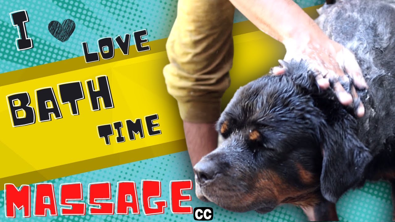 Dog Bathing - Vlog | Mother's Day Special with Cherry the Rottweiler ...