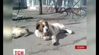 В Чорноморську волонтери збирають гроші на пам'ятник собаці В Чорноморську волонтери збирають гроші на пам'ятник собаці