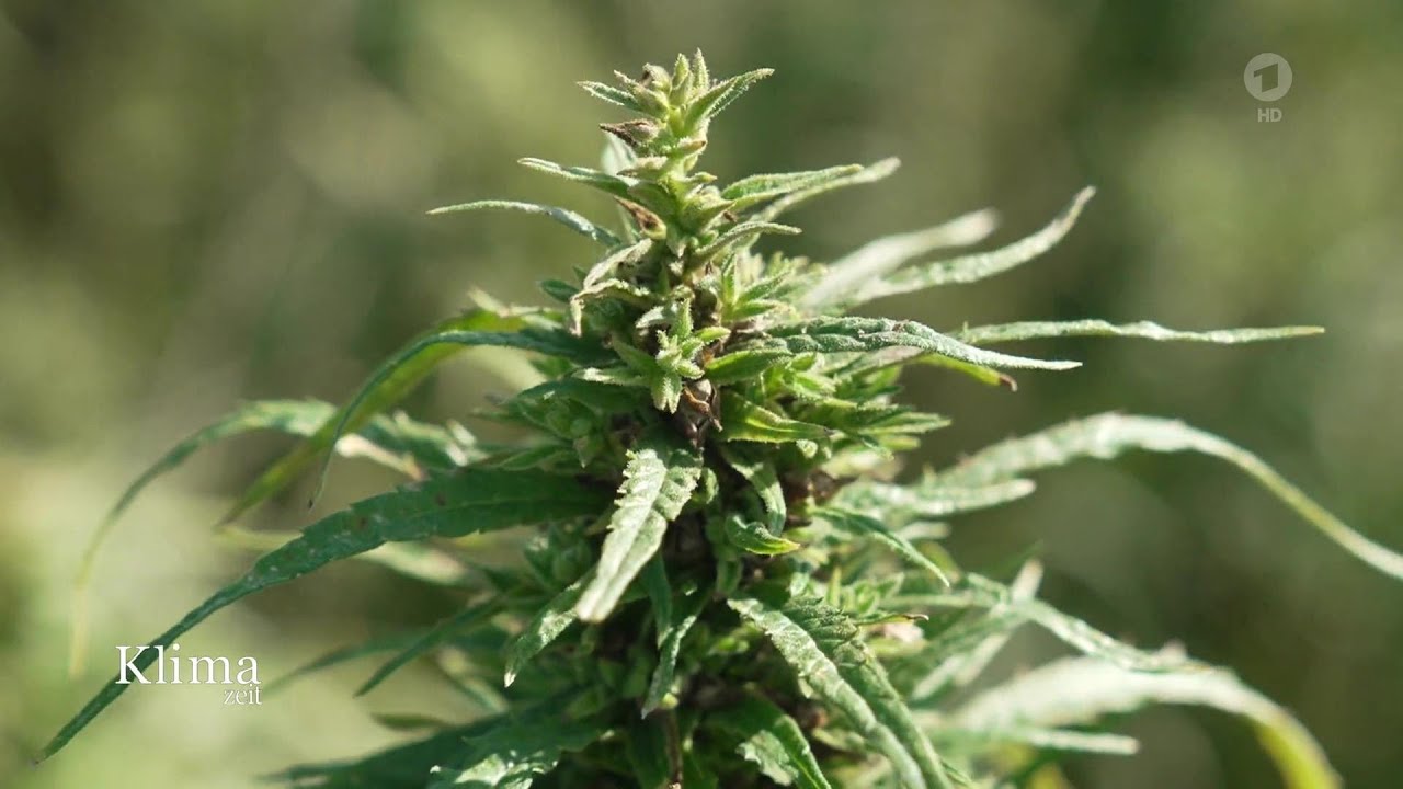 So hilft Cannabis bei Reduzierung von Treibhausgasen | KlimaZeit