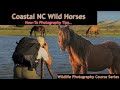 Wild Horses NC Outer Banks - Wild Photo Adventures
