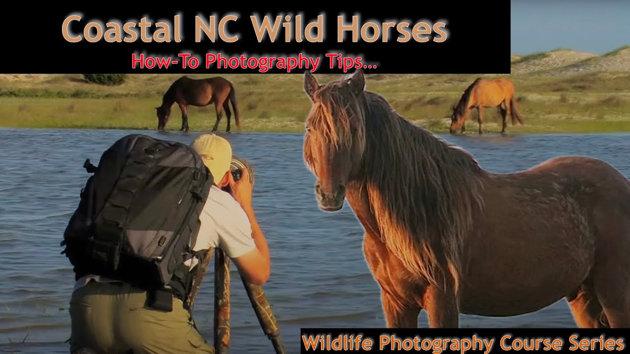Wild Horses Nc Coast Wild Horses Nc Coast