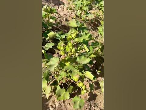 CKC-3 cotton crop - YouTube