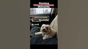 The Dawg Bruh😭🙏 #unusual #funny #memes #ranking #shorts