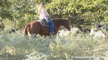 I Am A Little Booger - pulling cows up! - ValleyViewRanch.net