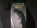 جفتگیری و قفل کردن سگ ژرمن بلک شوی لاین Germany Black Dog 