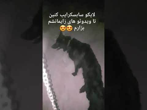 جفتگیری و قفل کردن سگ ژرمن بلک شوی لاین Germany Black Dog 