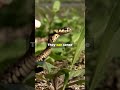 Snakes Are Nature's Earthquake Alarms
