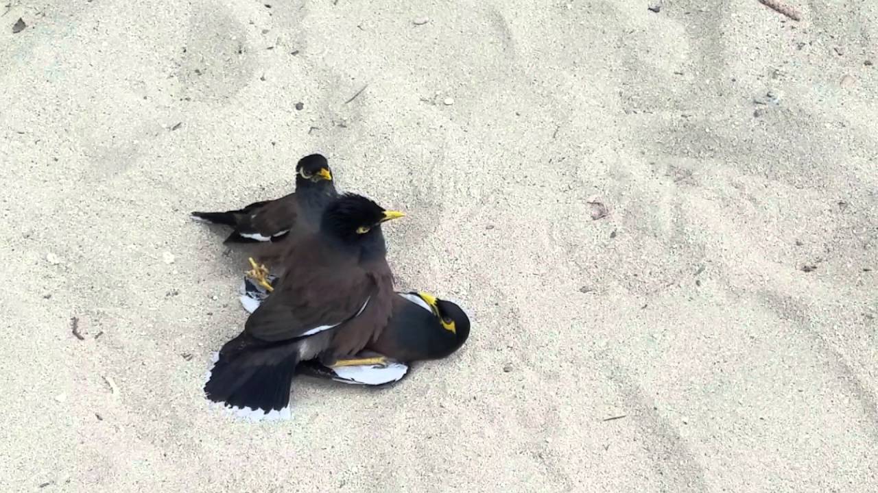2 BIRDS GANG RAPE ANOTHER BIRD!! YouTube