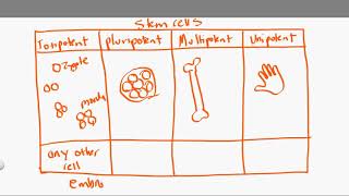 totipotent vs pluripotent vs multipotent vs unipotent