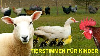 FOR SMALL CHILDREN 20 minutes of farm animal sounds WITHOUT MUSIC  cow, horse, chicken, sheep, duck