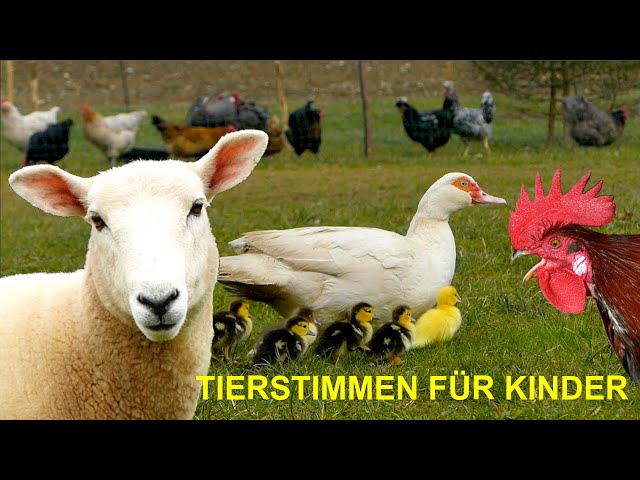 FOR SMALL CHILDREN 20 minutes of farm animal sounds WITHOUT MUSIC - cow, horse, chicken, sheep, duck class=