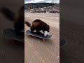 Wolverine Steals Sandwich, Escapes on Skateboard