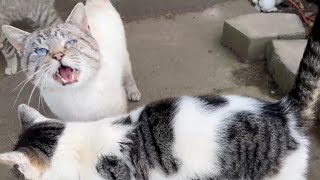 Hungry Cats patiently waiting for Food by Tony Katz 2,168 views 1 month ago 1 minute, 1 second