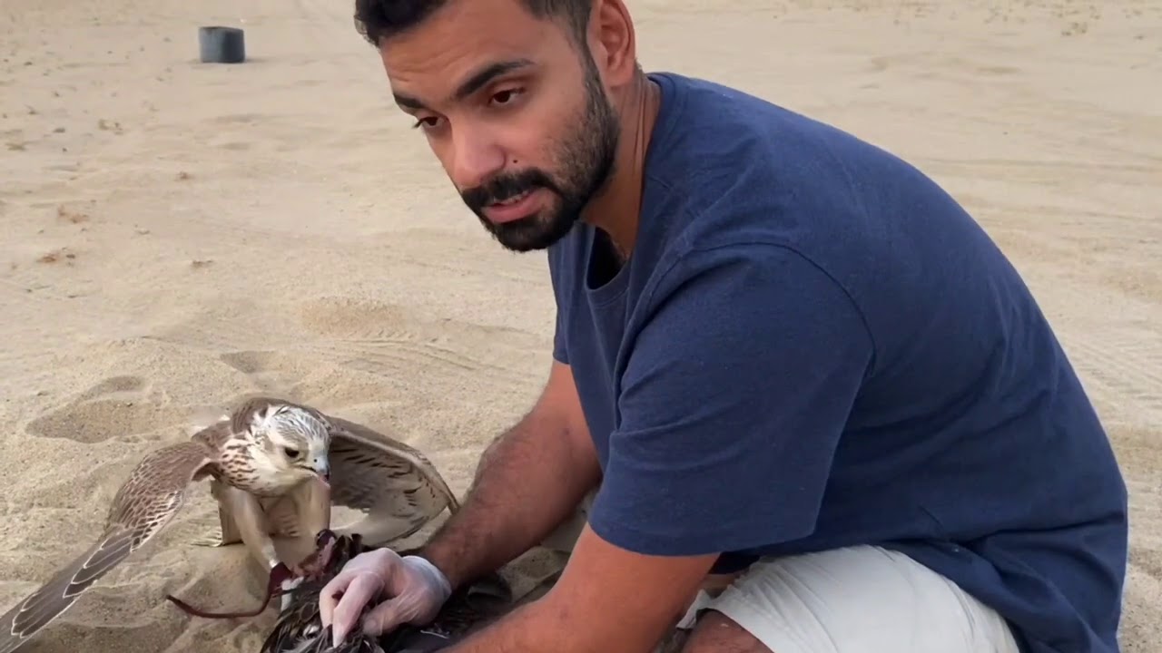 تربيب قرموشه حر تفريخ (مثلوث حر)  - الجزء التاسع  - ٢٠٢٠-٢٠٢١