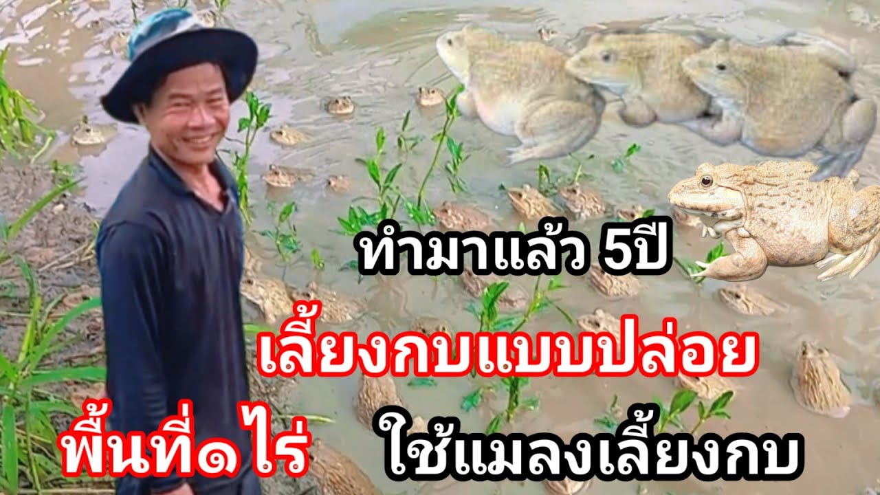 สุดยอดคนต้นแบบ!! เลี้ยงกบด้วยแมลง ต้นทุนต่ำ ขายได้ราคาดี ลูกค้าชอบ ติดใจ