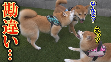多頭飼いで、空気が読めない柴犬がいると、こうなります・・・