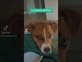 #humor #memes #risas #mascotas #michis #perrijos #viral #shortvideo #shortsvideo #yourubeshorts #fyd