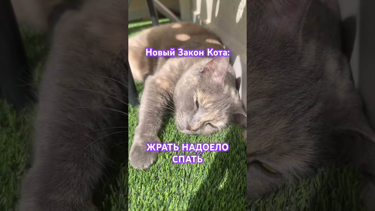 Новый Закон КОТА))