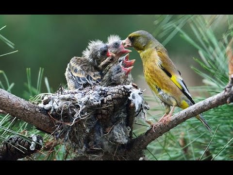 Goldfinch Burung  Ini Berkembang  Biak  di Balkon Apartemen 