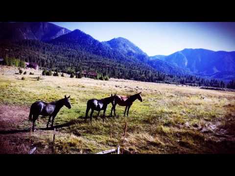 CELEBRATION by Cindy Tilkens Jennings SONGBIRDCINDY