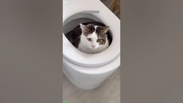 Video 11807961: funny cat talking, baby cats