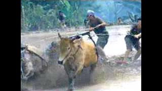 Download lagu SCTV Djarum Super 22 12