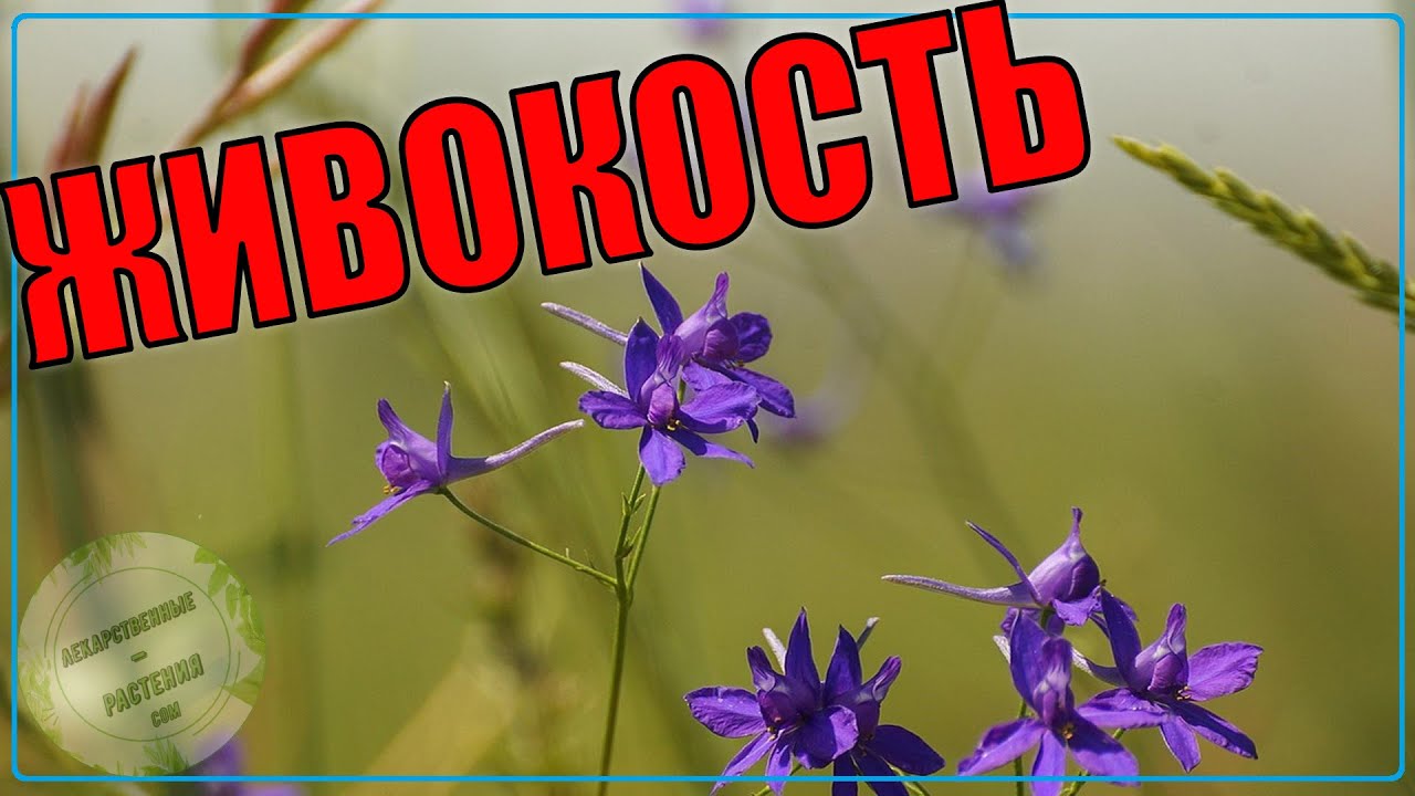 Как выглядит ЖИВОКОСТЬ | СОКИРКИ ПОЛЕВЫЕ: как растет, цветет ...