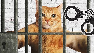 HOUSE PRISON made of cardboard for a cat 2 🐈 Jail break ДОМ ТЮРЬМА из картона для кошки