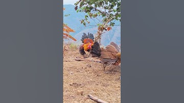 gà mái gọi trống bây đập cánh như chim.poj qaib xeev lau ya ceev tiag tiag