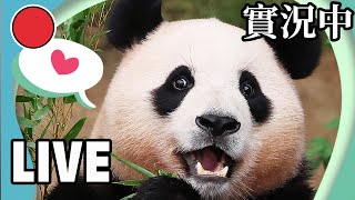 Live Now: Let’s Welcome Fu Bao Home  | Ipanda