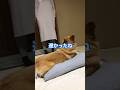 毎晩行われるまくら争奪戦