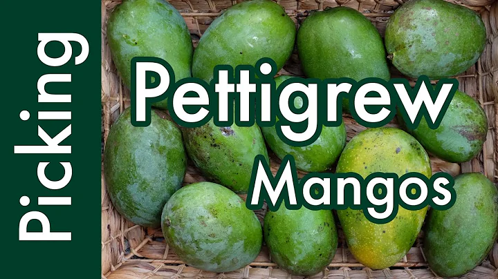 Picking 'Pettigrew' Mangos