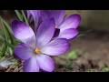 Praise to the Lord, The Almighty (Instrumental) - Peaceful Beautiful Hymn - Arranged by Tim Janis