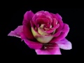 Happy Birthday Video Card - with beautiful dancing flowers