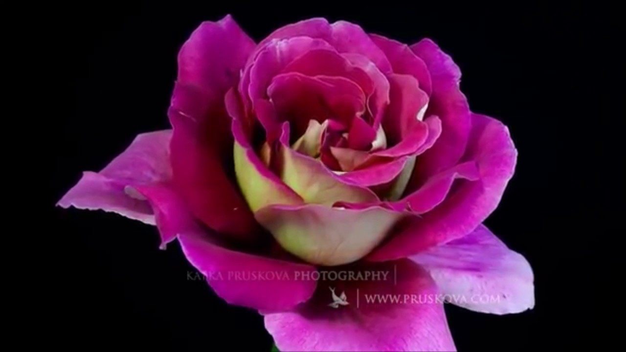 Happy Birthday Video Card   with beautiful dancing flowers