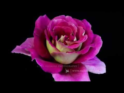 happy-birthday-video-card---with-beautiful-dancing-flowers