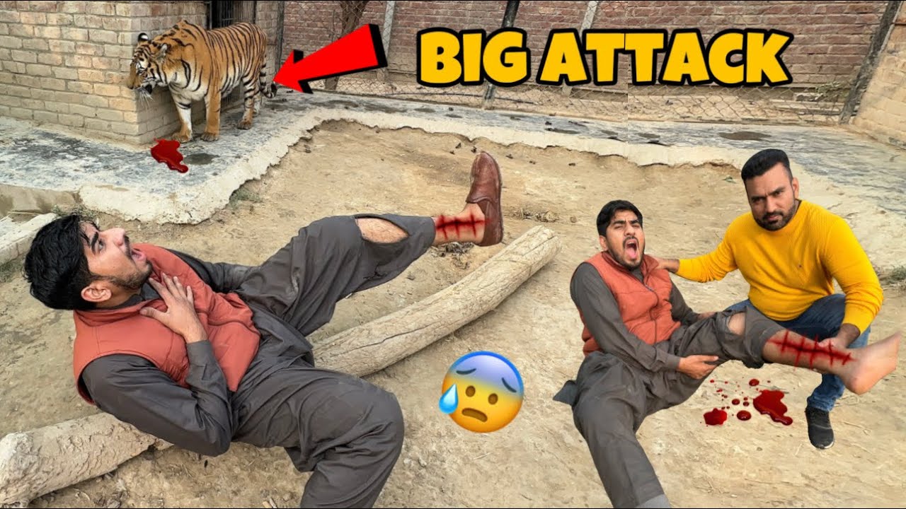 Tigers Na Mani Per Attack Kar Diya 😱