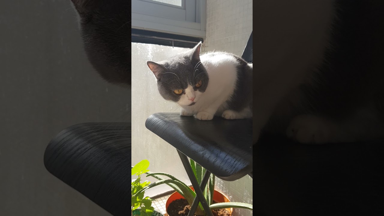 Oreo kucing lucu rutin berjemur 😻🐈😺 #shorts #tiktok #shortbeta 