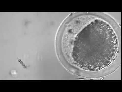 Video: Der Er Oprettet Et Kunstigt Embryo: Intet æg, Ingen Sædceller, Intet Problem! Forude Er Et Køligt Udsigter - Alternativ Visning