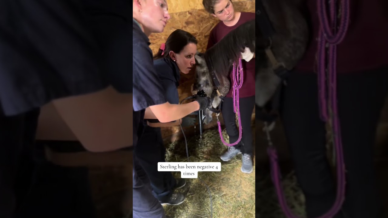 Sterling's story continues 