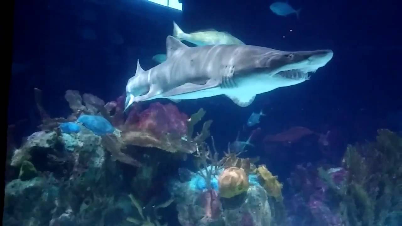 2 New Beginnings Minnesota Zoo Vid YouTube